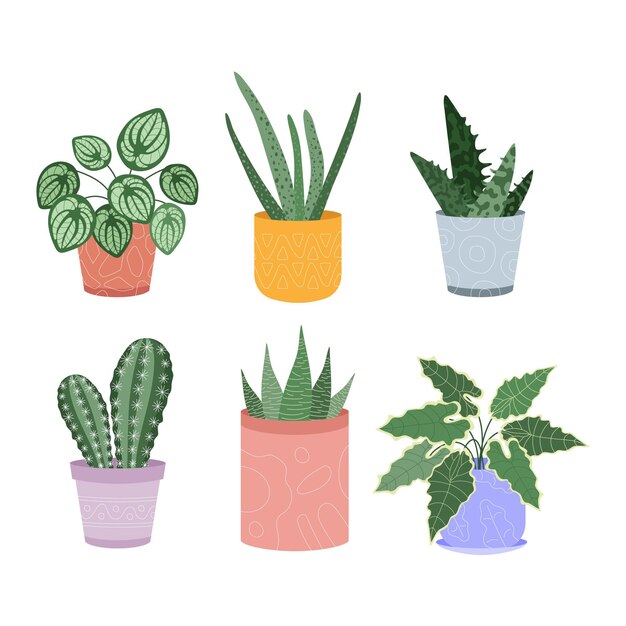 Organic flat houseplant collection