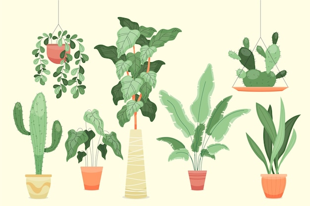 Organic flat houseplant collection