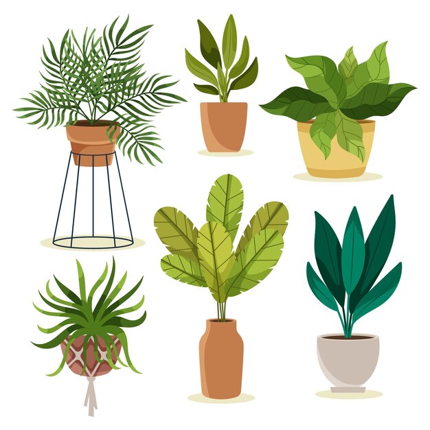 organic flat houseplant collection