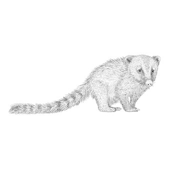 カワウソのイラスト 手描きの背景 プレミアムベクター カワウソのイラスト 手描きの背景 プレミアムベクター