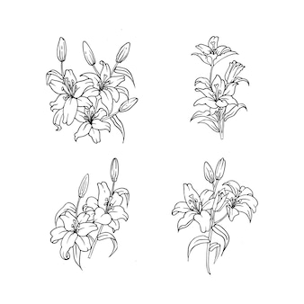 자연 장식을 위한 백합 꽃의 개요 디자인