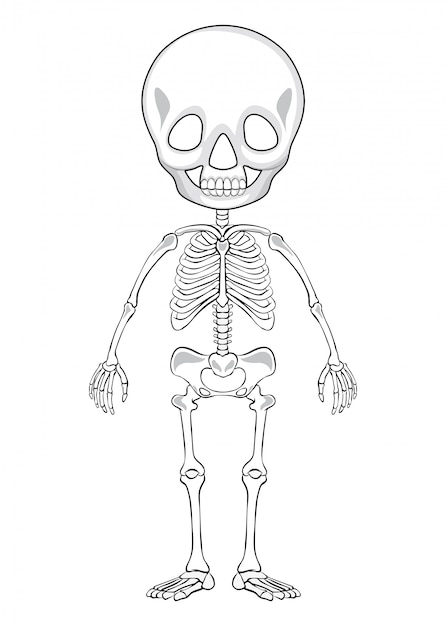 Outline drawing of a human skeleton