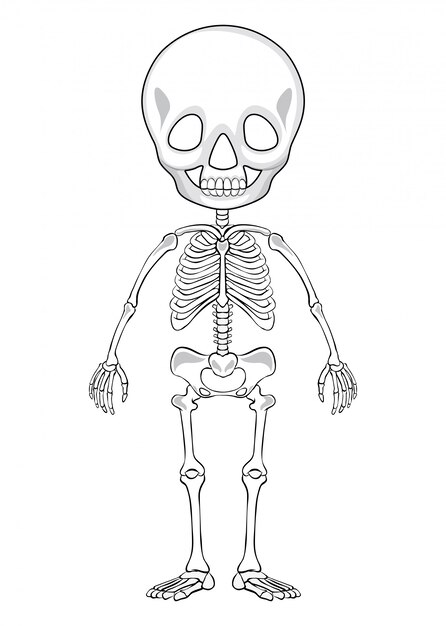 Outline drawing of a human skeleton