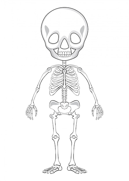 Контурный рисунок человеческого скелета