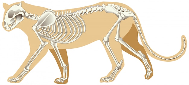 Schema del leopardo con scheletri