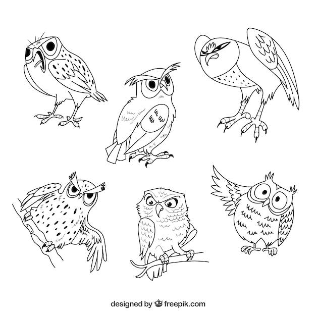 Outline owl collection of six