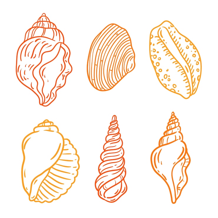 Free Vector outline seashell illustration set