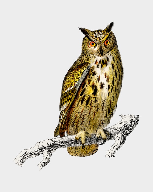 Owl