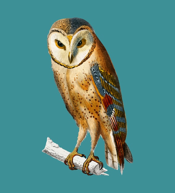 Owl