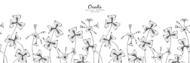 Цветок и лист оксалиса рисованной ботанические иллюстрации с линией искусства.