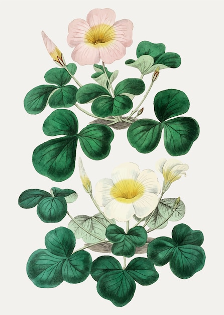 Vettore gratuito oxalis in rosa e bianco