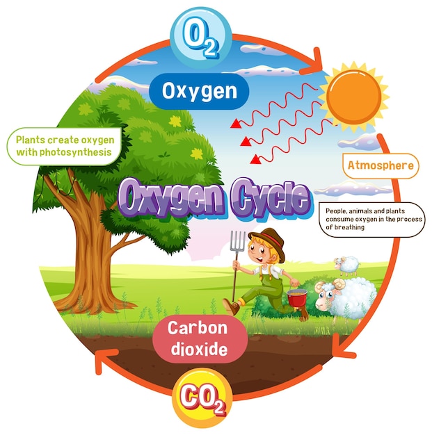 Бесплатное векторное изображение Схема кислородного цикла для научного образования