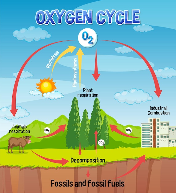 Vettore gratuito diagramma del ciclo dell'ossigeno per l'educazione scientifica