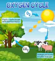 Free vector oxygen cycle diagram for science education