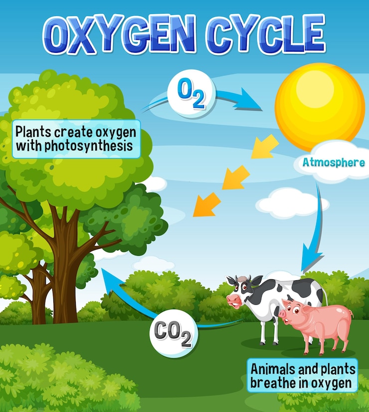 Free Vector oxygen cycle diagram for science education
