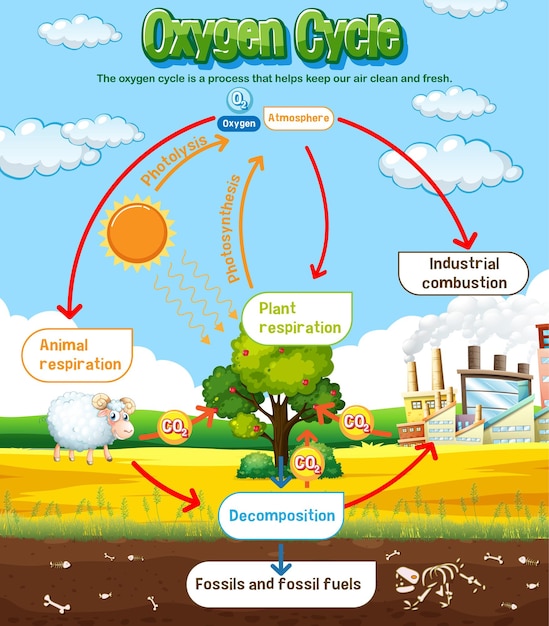 Oxygen cycle diagram for science education – Free Vector Download