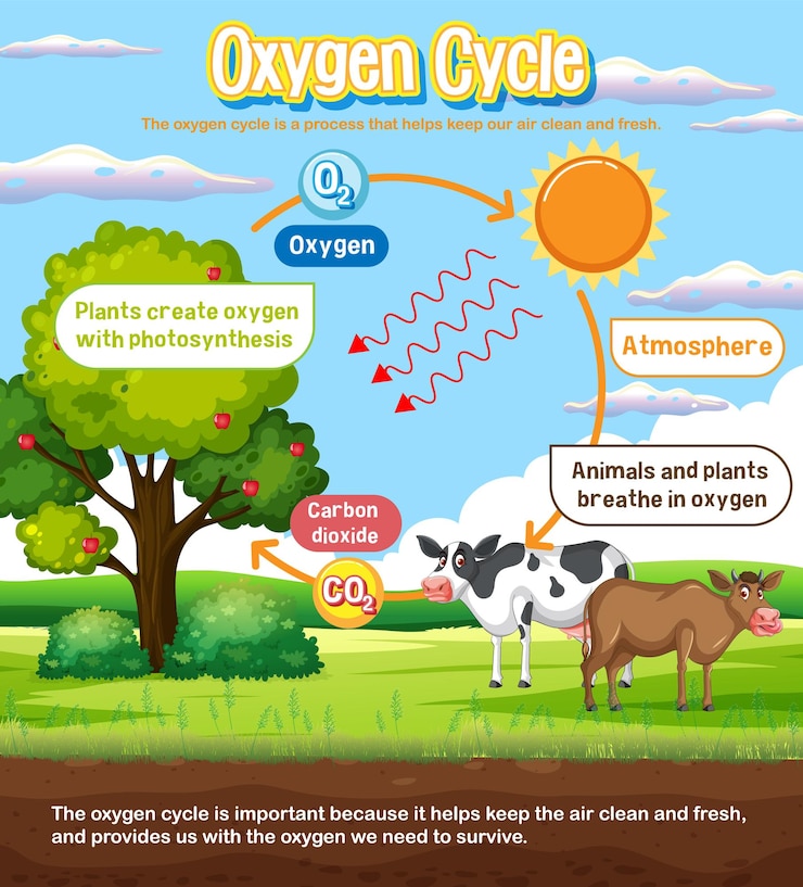 Free Vector oxygen cycle diagram for science education