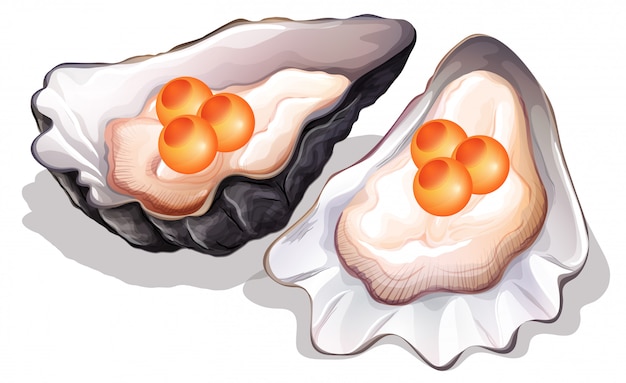 Free vector oyster on white background