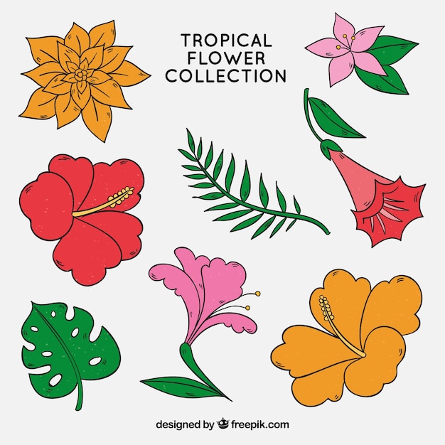 Vettore gratuito confezione di bellissimi fiori tropicali disegnati a mano