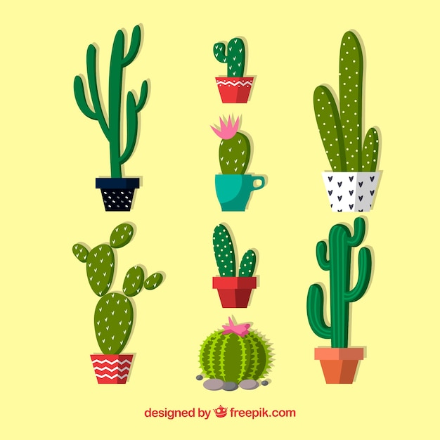 Pack of beautiful pots with cactus