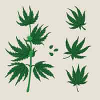 Free vector pack of botanical cannabis leaves