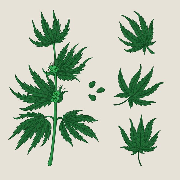 Pack of botanical cannabis leaves