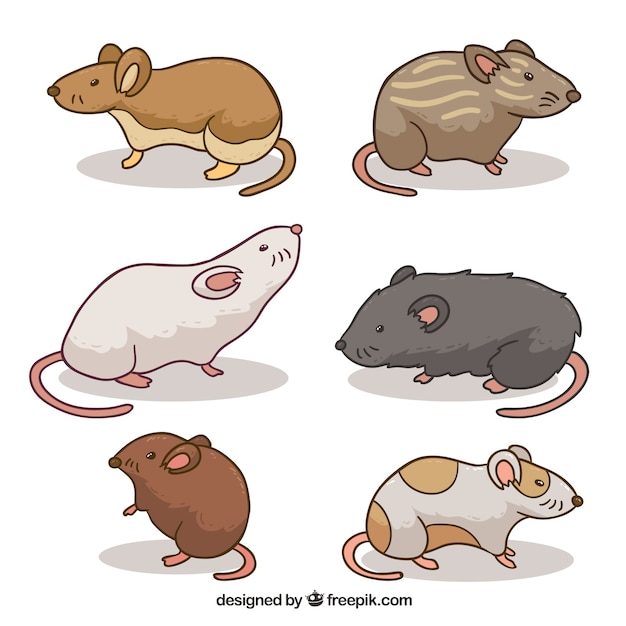 Free vector pack of different mice breeds