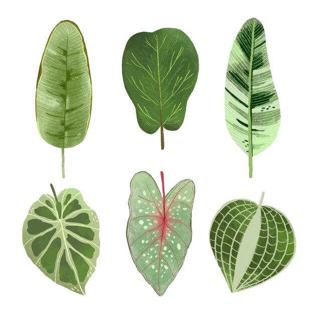 Pack of different tropical leaves