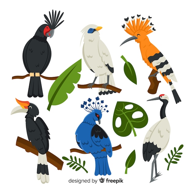 Free vector pack of flat exotic birds