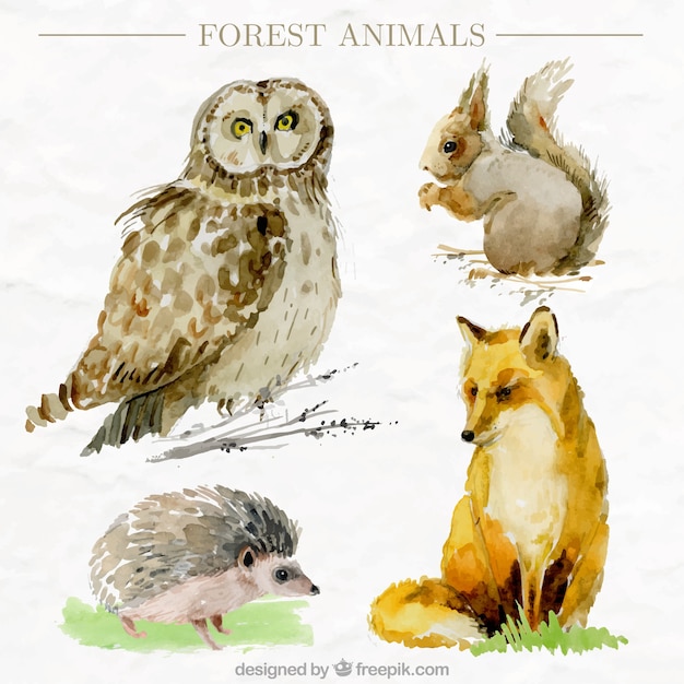 Pack of four watercolor forest animals in realistic style