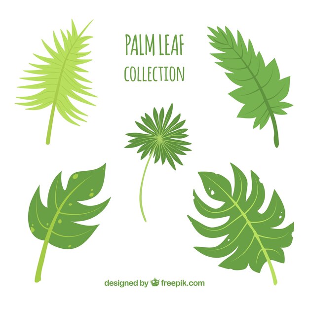 Free vector pack of green palm leaves