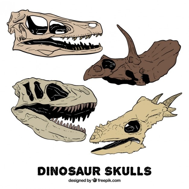 Free vector pack of hand drawn dinosaur skulls