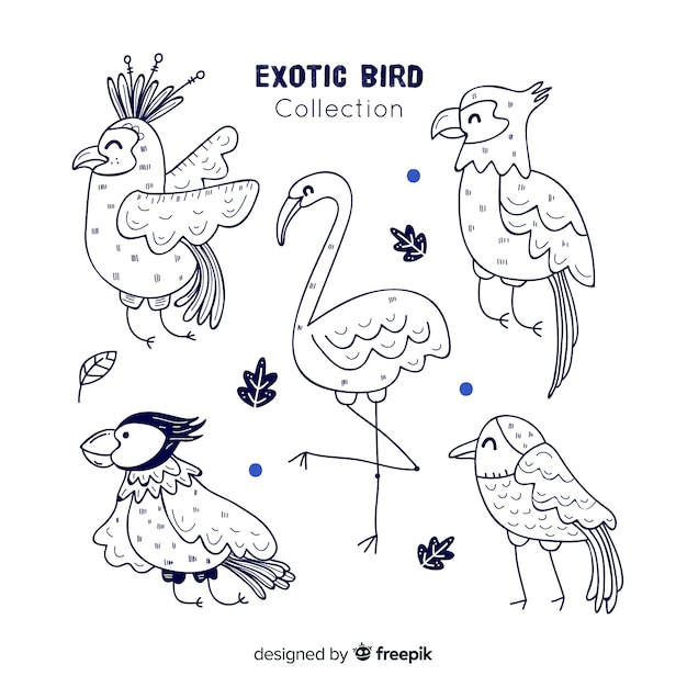 Free vector pack of hand drawn exotic birds