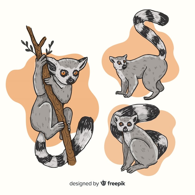 Free vector pack of hand drawn lemur