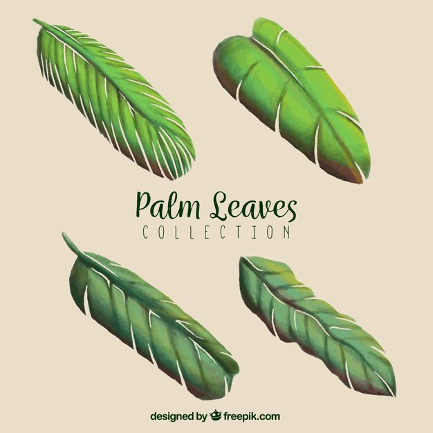 Pack of hand-drawn palm leaves