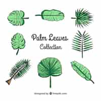 Free vector pack of hand-drawn palm leaves