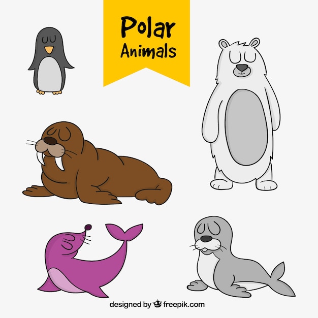 Confezione di animali polari disegnati a mano