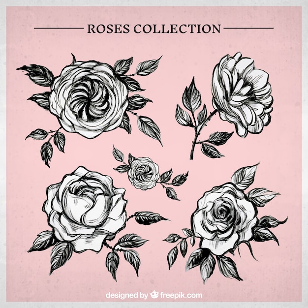 Free vector pack of hand drawn roses