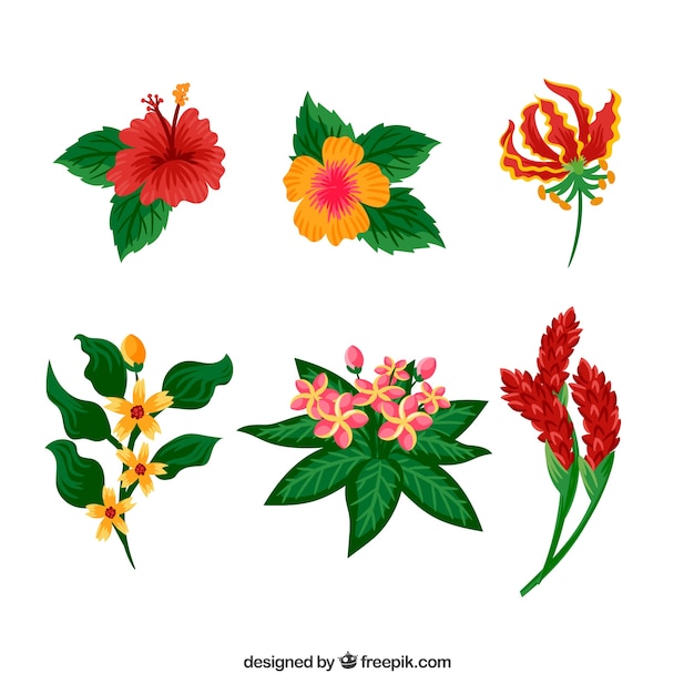 Pack of hand drawn tropical flowers