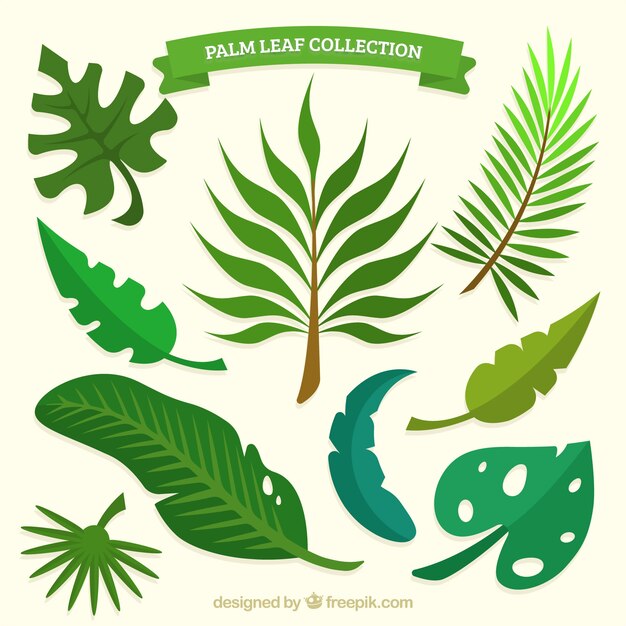 Pack of palm leaves