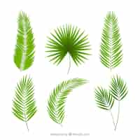 Free vector pack of palm leaves