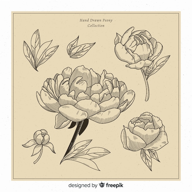 Pack of peony flowers