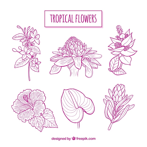 Free vector pack of pink hand drawn tropical flowers