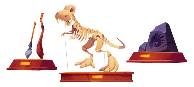Vettore gratuito oggetti museali di paleontologia espone oggetti reperti