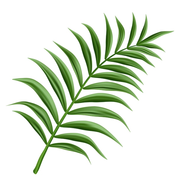 palm branch, isolated 