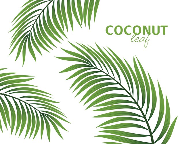 Premium Vector Palm Tree Branch Isolated On A White Background Illustration