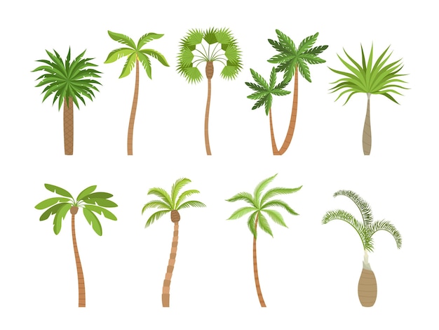 ヤシの木 ブラジルまたはカリフォルニアの熱帯植物コレクションガーデンベクトル漫画の写真 夏のエキゾチックなヤシの木 緑の自然の熱帯のイラスト プレミアムベクター