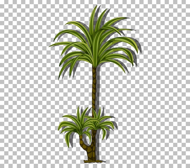 Free vector palm tree isolated on transparent background