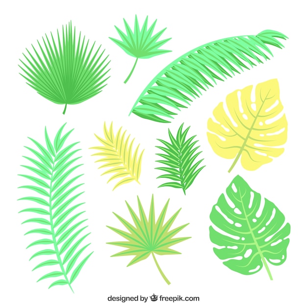 Free vector palm tree leafs collection