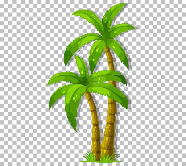 Palm tree on transparent background